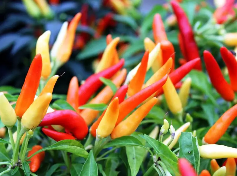What is it like and what is the care of an ornamental pepper?