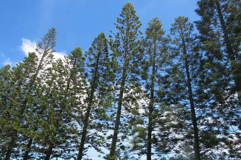 Cook pine (Araucaria columnaris)