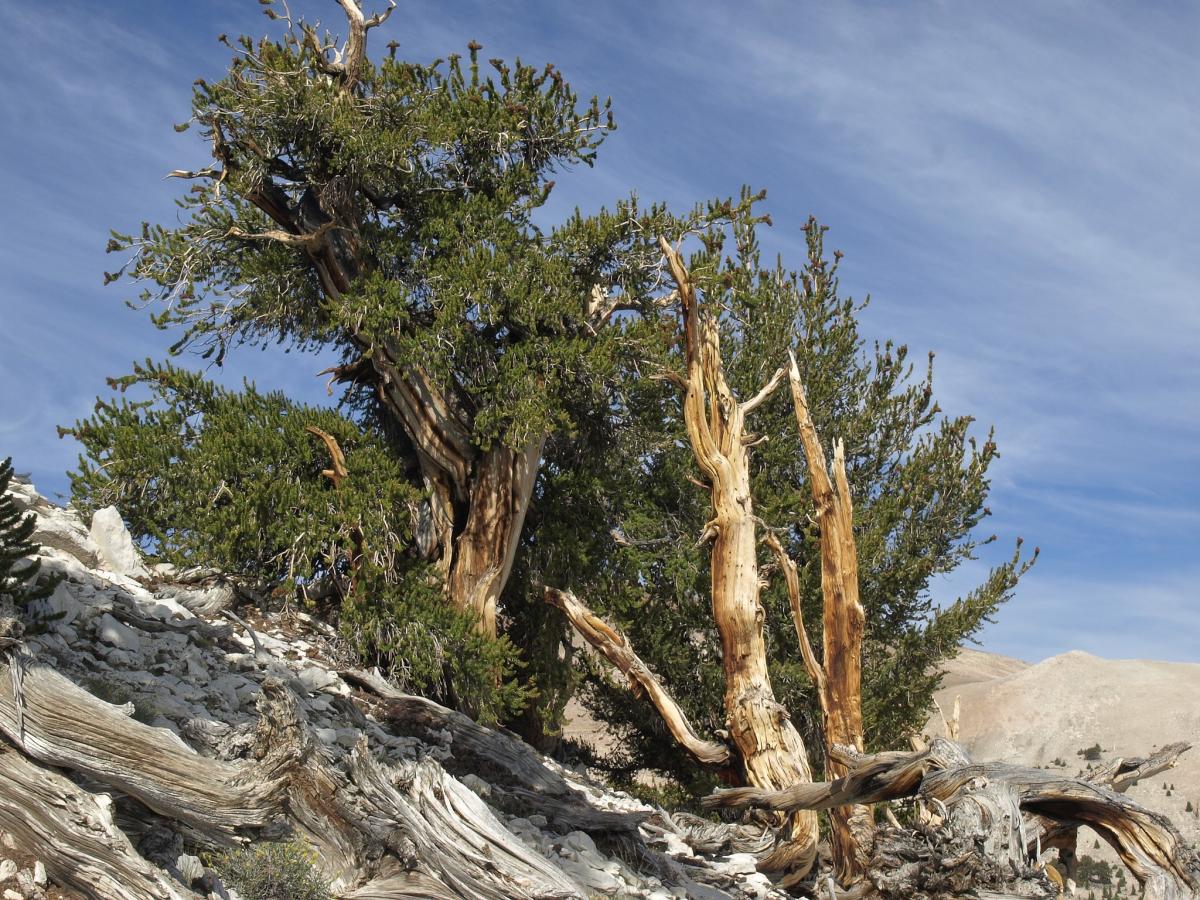All about the Methuselah Tree, the oldest in the world