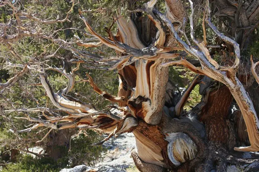 What is the oldest tree in the world?