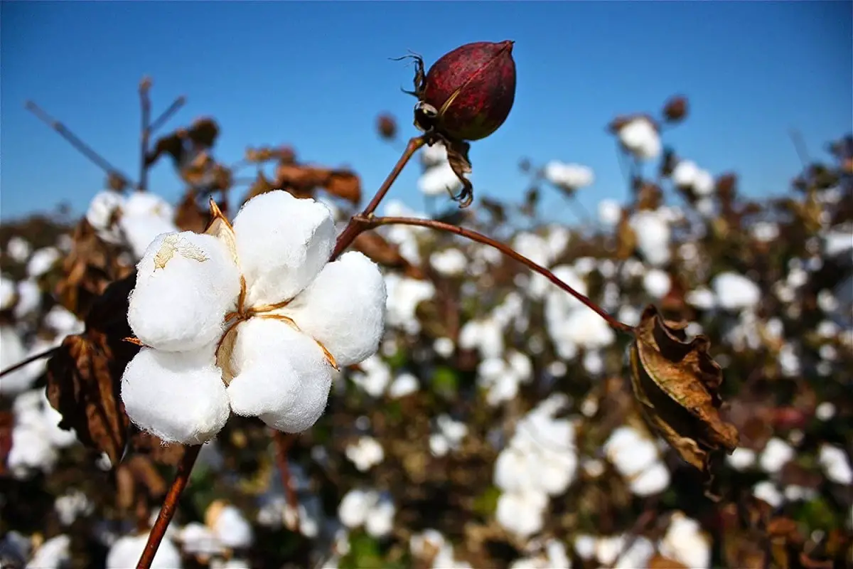 Cotton cultivation | Gardening On