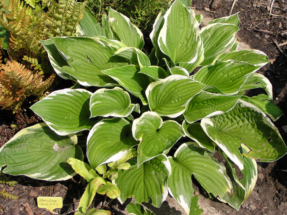Discover Hosta fortunei: A herbaceous perennial plant
