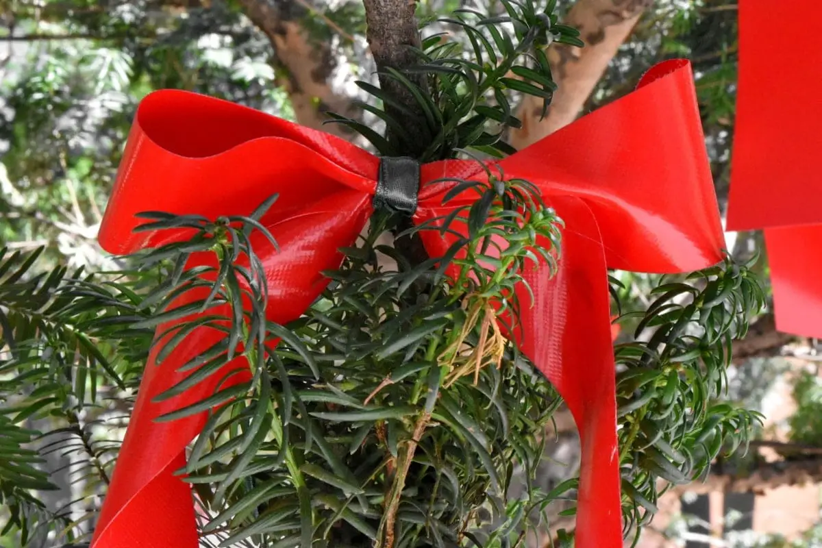 8 Christmas plants to decorate the home and garden