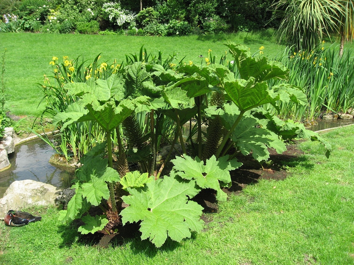 Gunnera manicata: A very decorative large-leaved plant