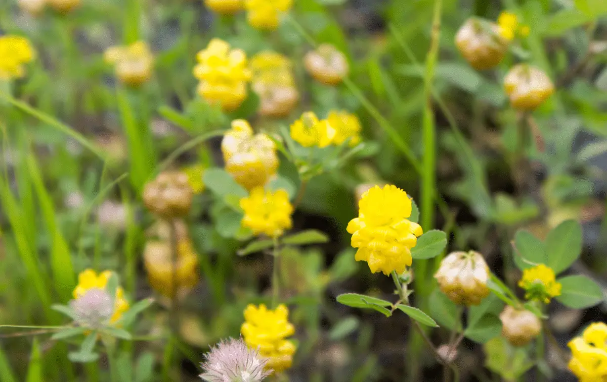 Medicago lupulina: Small plant with yellow flowers