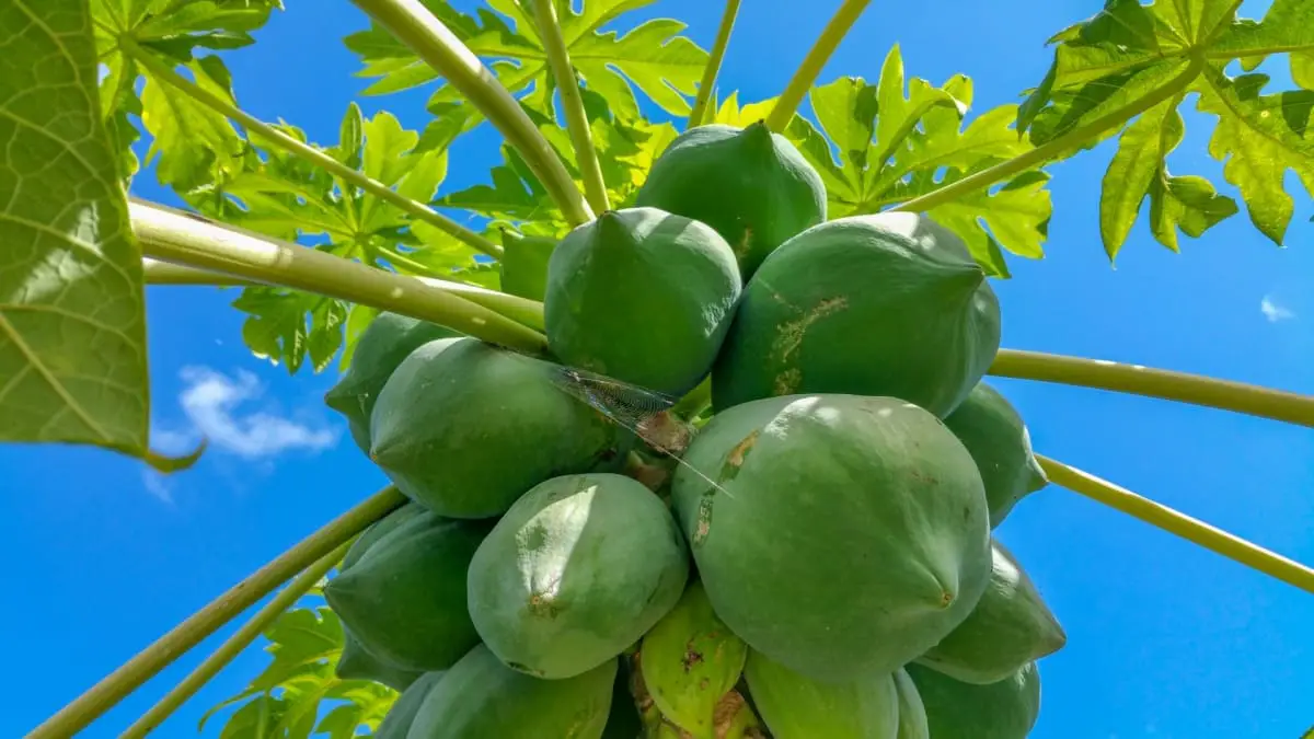 Is it possible to grow papaya in Spain?