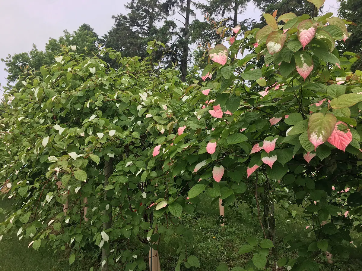 Actinidia kolomikta: An ornamental plant with showy leaves and flowers