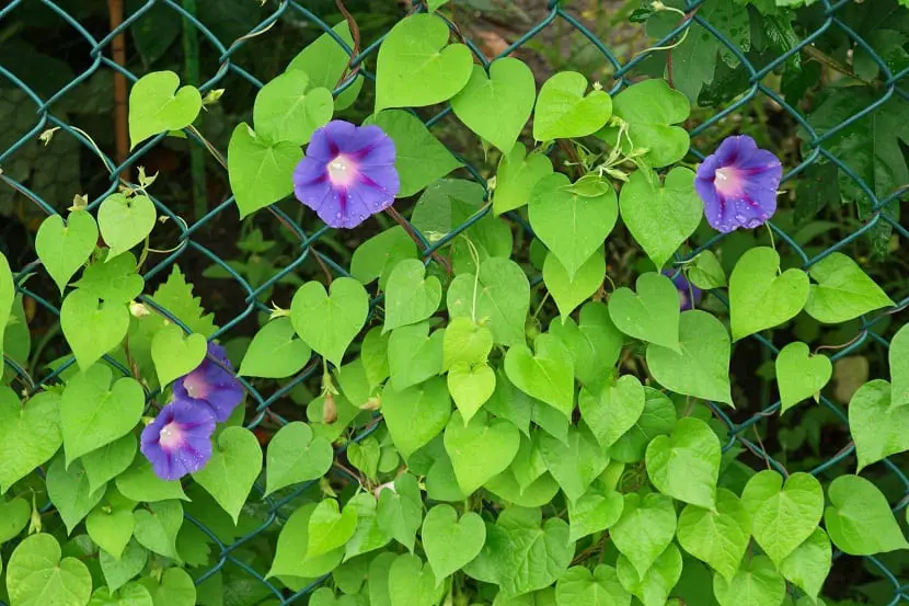 Characteristics, care and cultivation of the Ipomoea