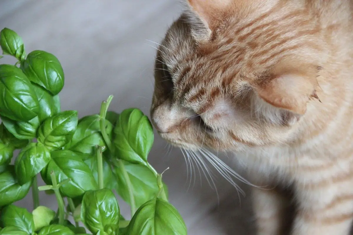 10 indoor plants suitable for cats