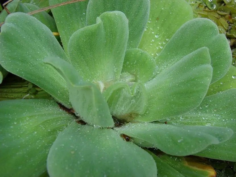 Water lettuce, an invasive plant