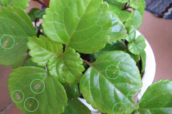 Money plant with holes in the leaves: why and what to do