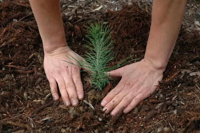 When to plant trees and shrubs?