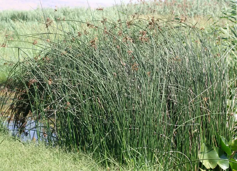 Discover the Scirpus lacustris, an aquatic plant with many uses