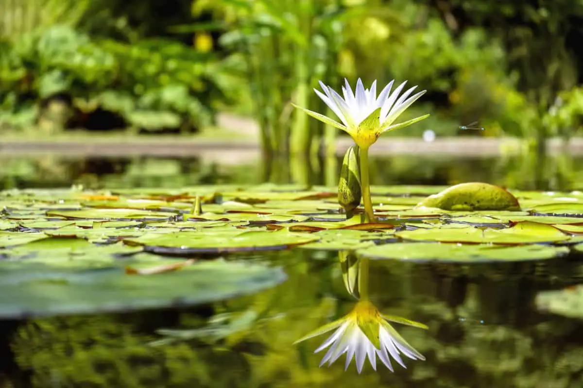 What are aquatic plants? | Gardening On