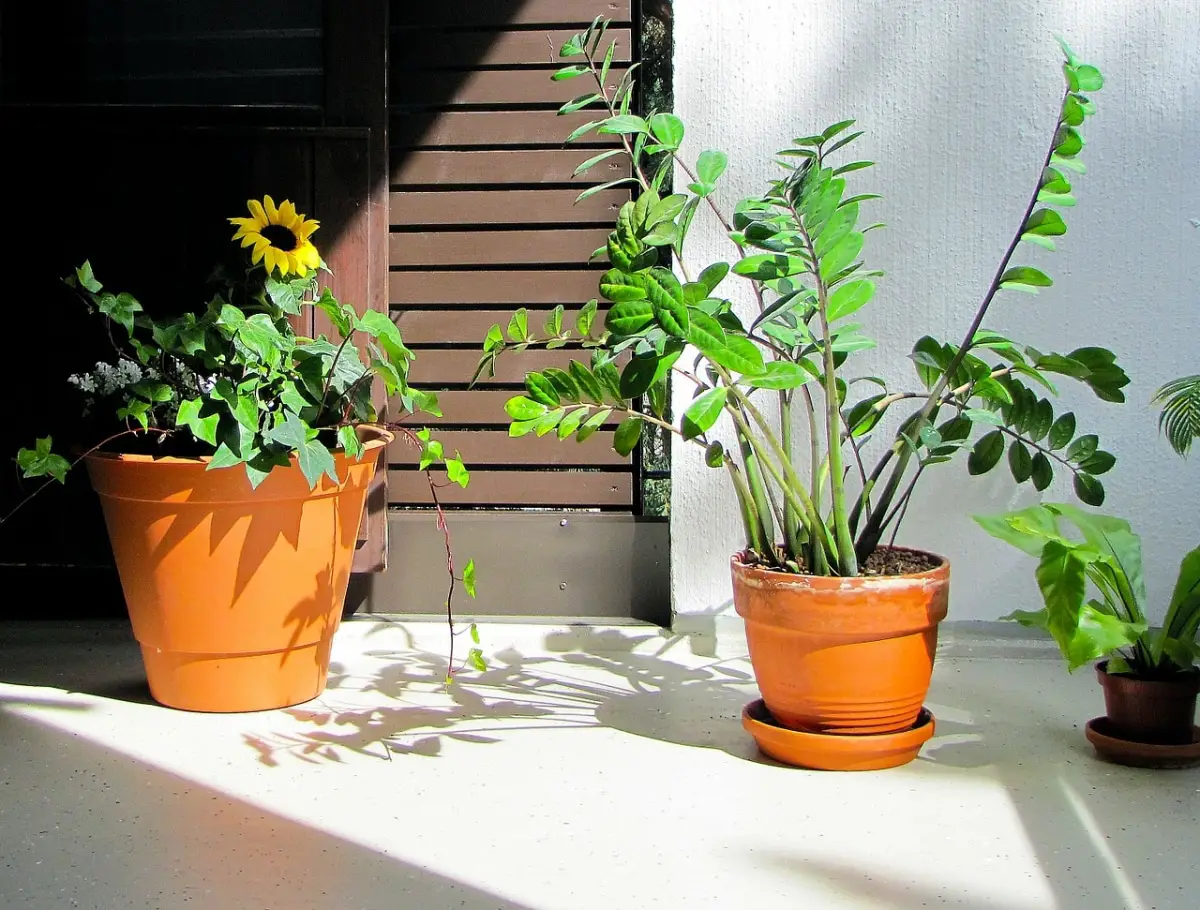 10 Indoor Plants With Direct Light For Beginners And Experts