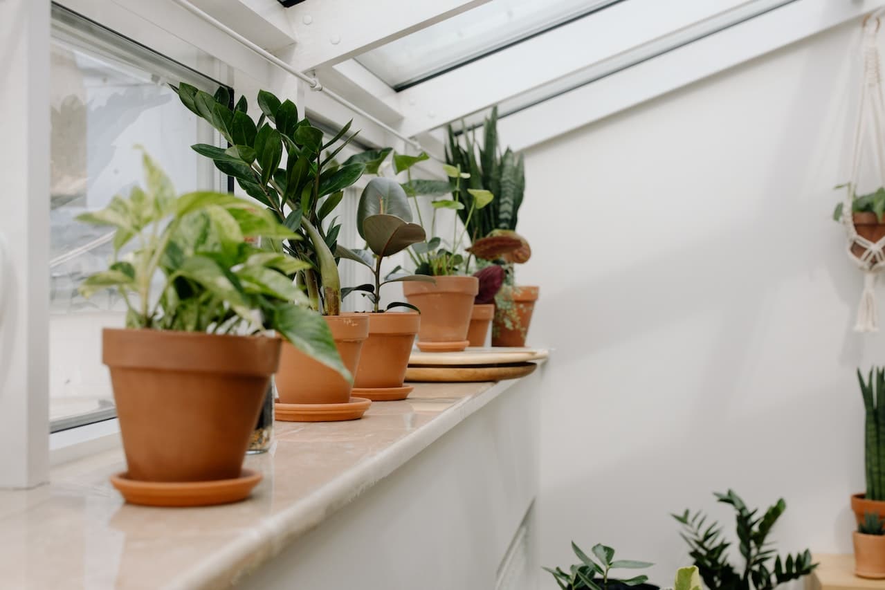 When to transplant healthy houseplants