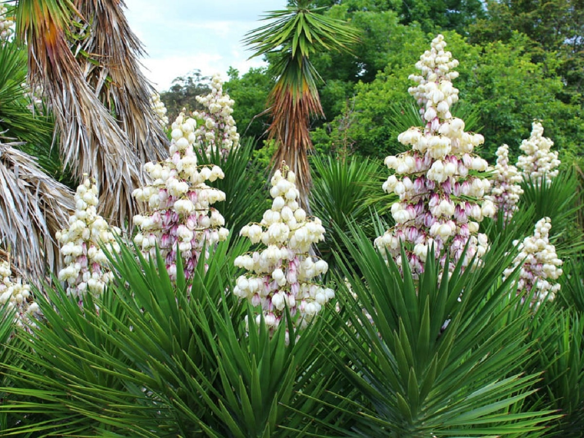 Yucca Plant Care: The Best Tips