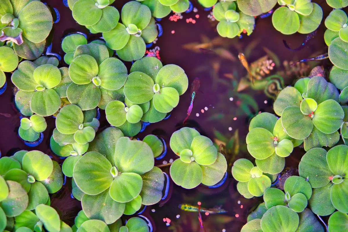 11 floating aquarium plants that will be beautiful