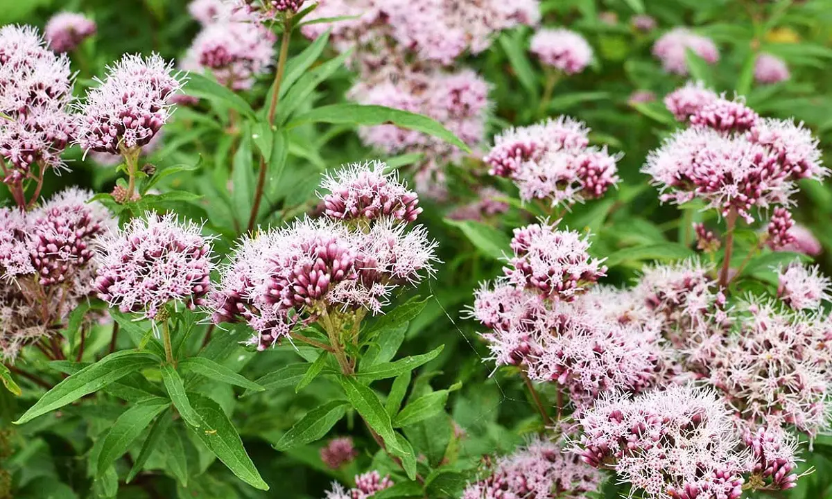 Valerian: characteristics, properties, uses and cultivation