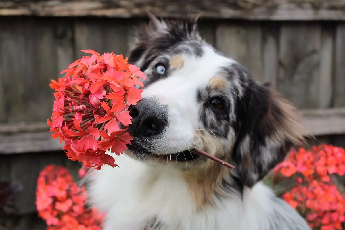 Poisonous Plants for Dogs | Gardening On