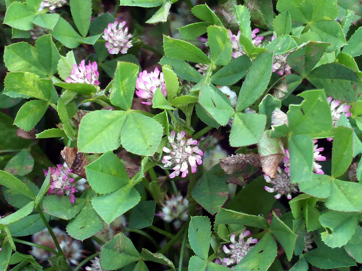 Trifolium fragiferum: An evergreen clover similar to creeping trello