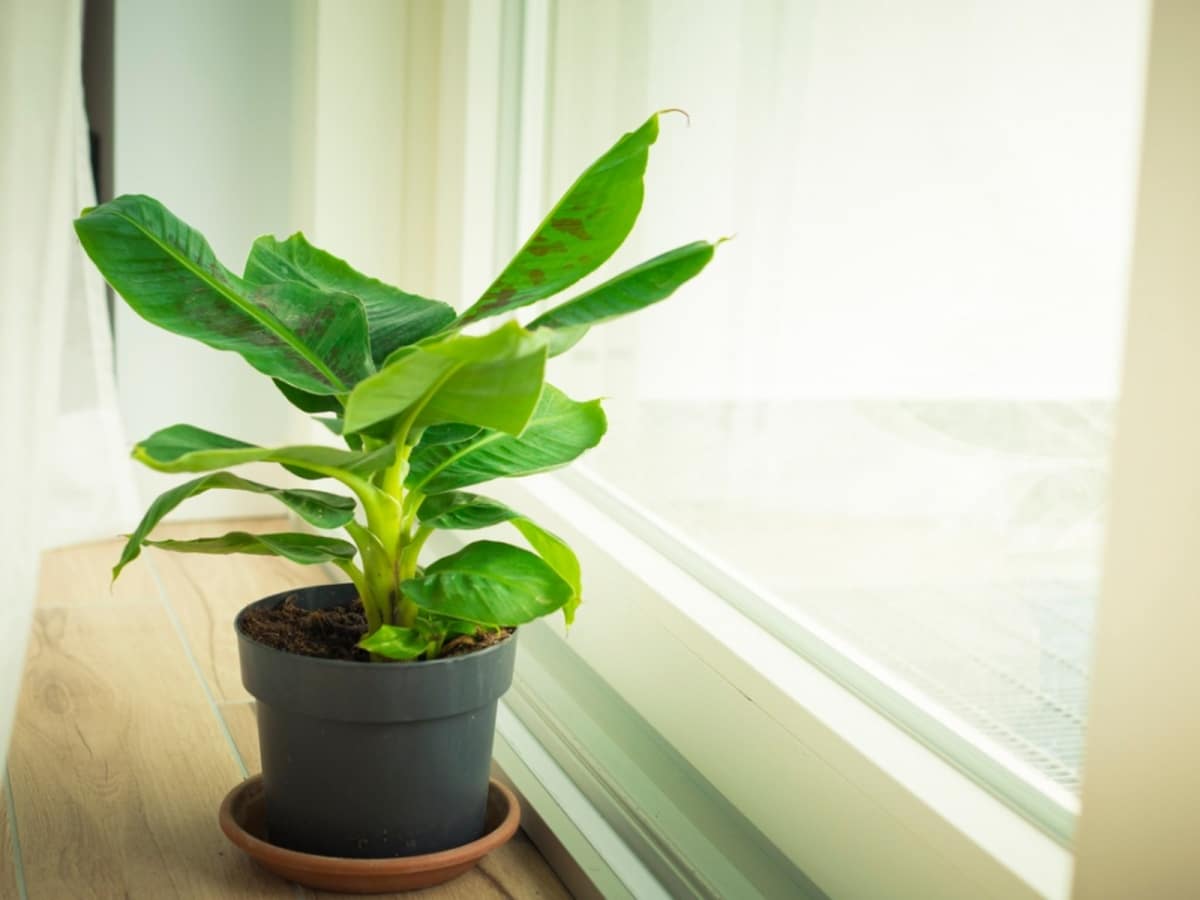 How to take care of an indoor banana tree?