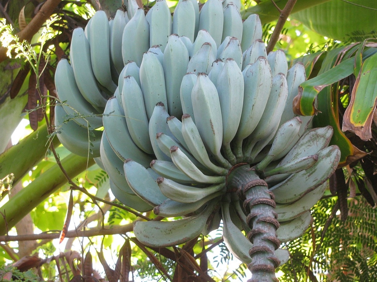Blue banana, all about an exotic plant with vanilla-scented fruits