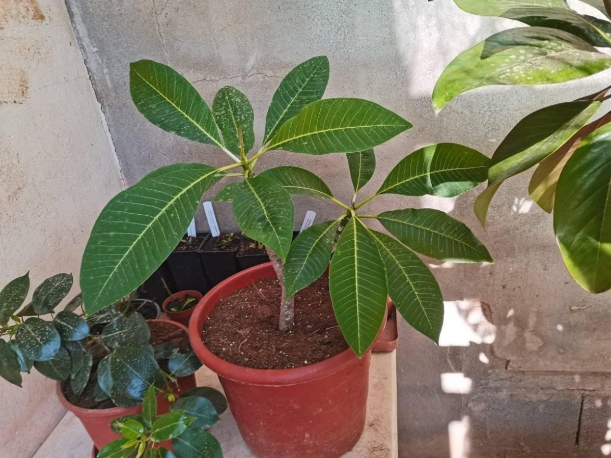 Potted Plumeria Care | Gardening On