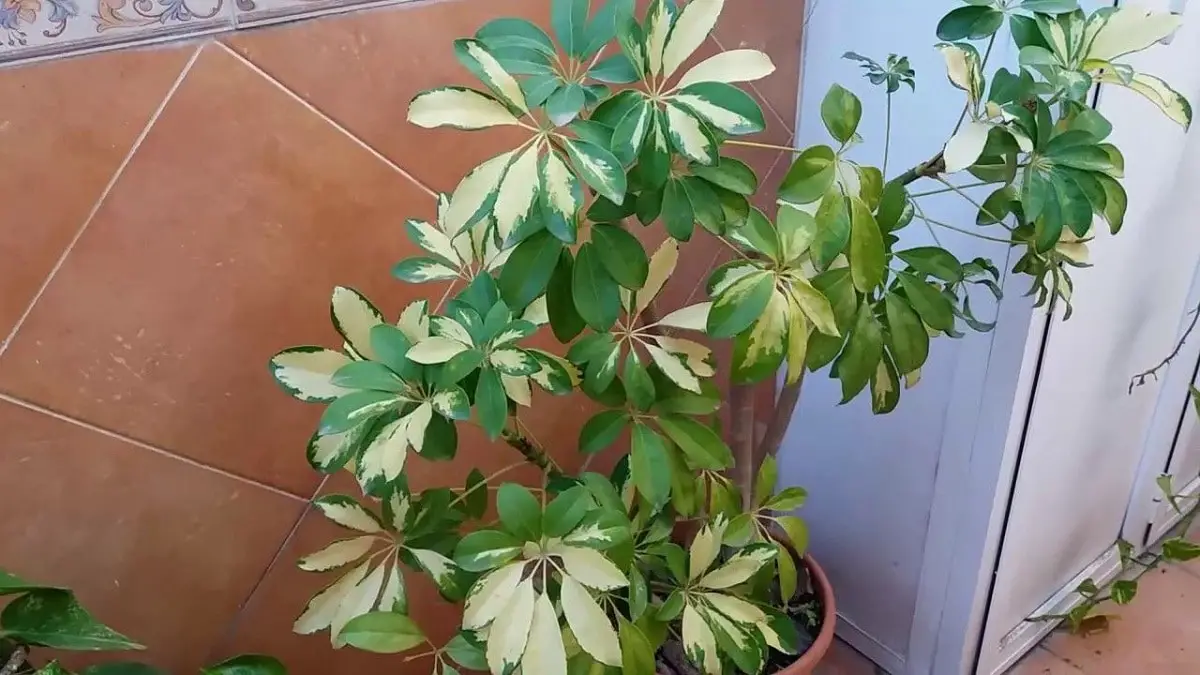 When and how are indoor plants pruned?