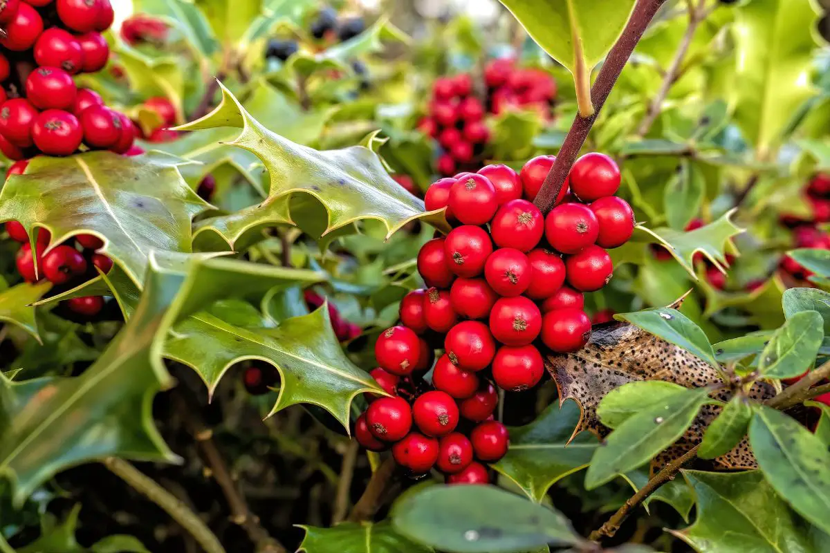 Holly pruning: when to do it, types of pruning and tools