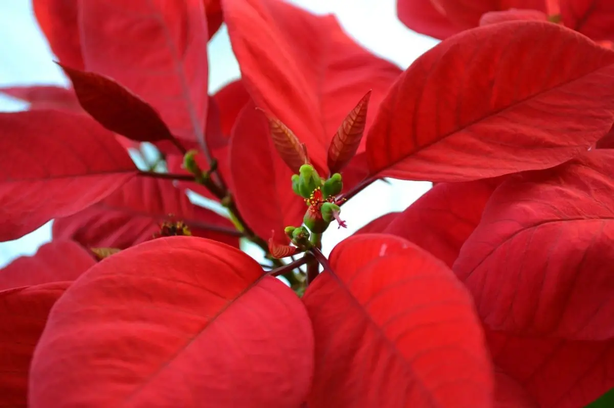 Caring for the Poinsettia or Christmas Plant