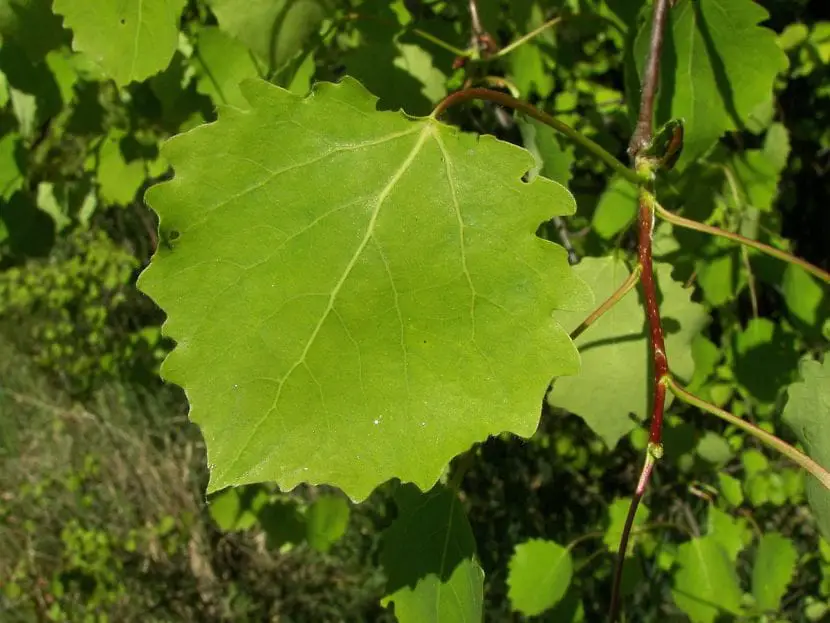 What are the characteristics of Populus tremula?