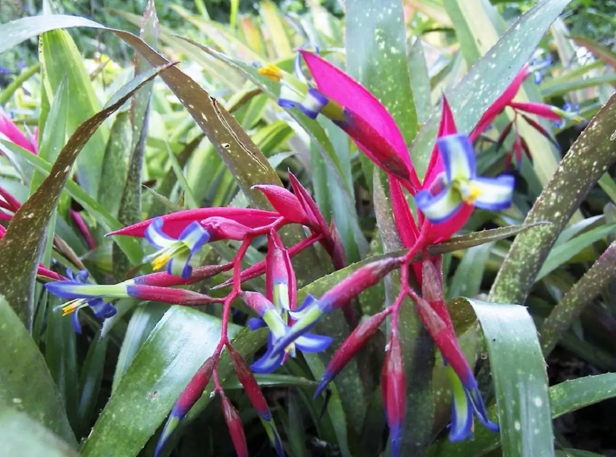 Billbergia: Enter and discover the types of this Bromeliad that exists