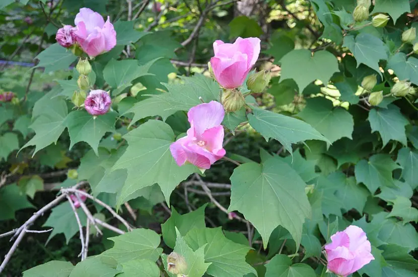 May Rose (Hibiscus mutable)