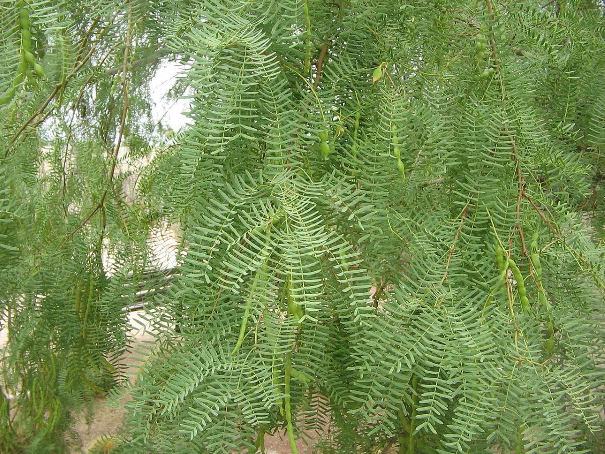 Prosopis glandulosa: characteristics and uses