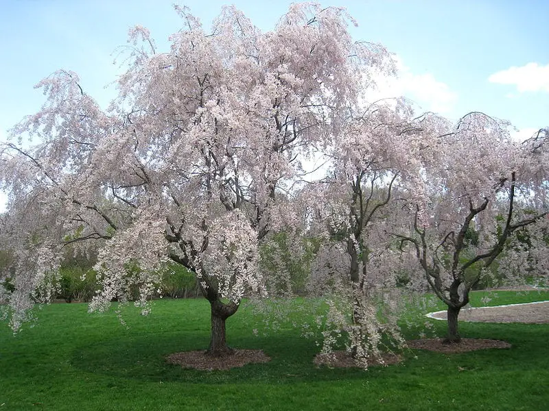 Spring cherry, a tree that you will not be able to stop contemplating