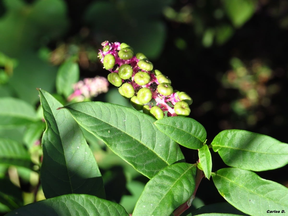 Discover the Phytolacca americana: A great medicinal plant