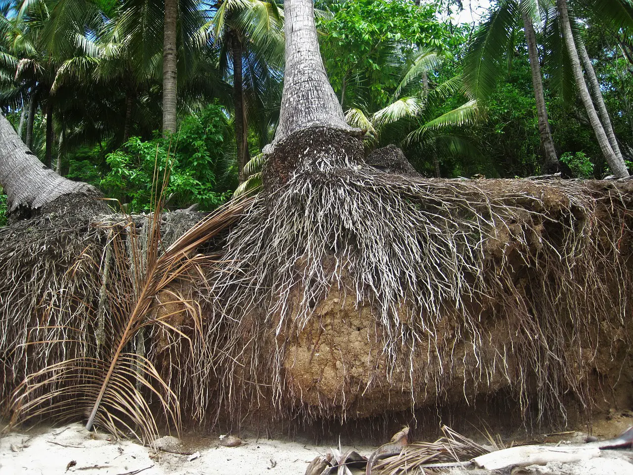 Are palm tree roots dangerous?