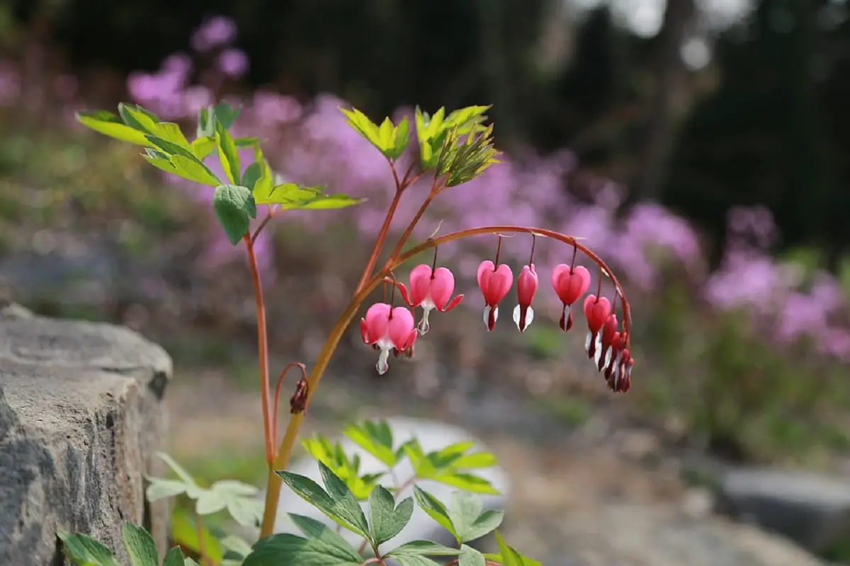 Bleeding Heart: A nice plant with beautiful flowers