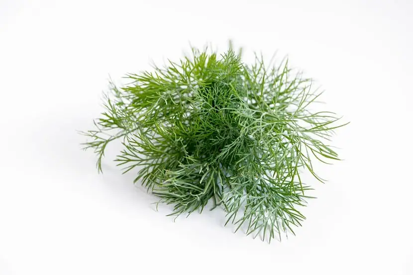 Characteristics and care of Dill