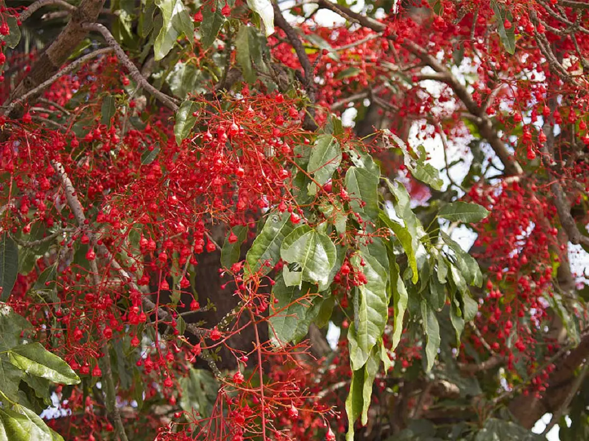 Fire tree: A tree with reddish branches and flowers