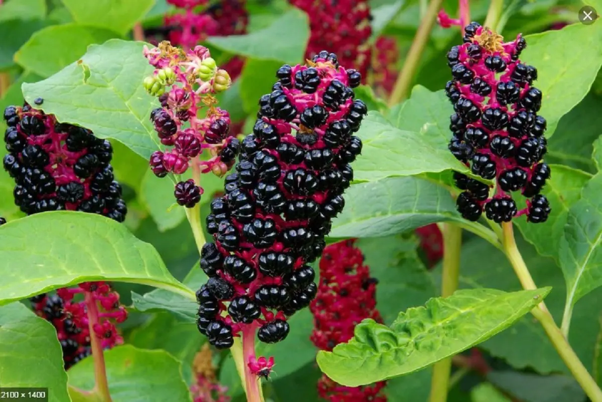 Phytolacca decandra: A plant with beautiful flowers