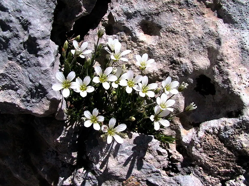 Arenaria grandiflora, a leading shrub in certain regions