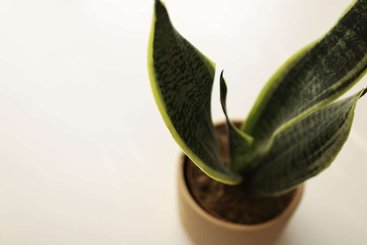 How to reproduce sansevieria | Gardening On