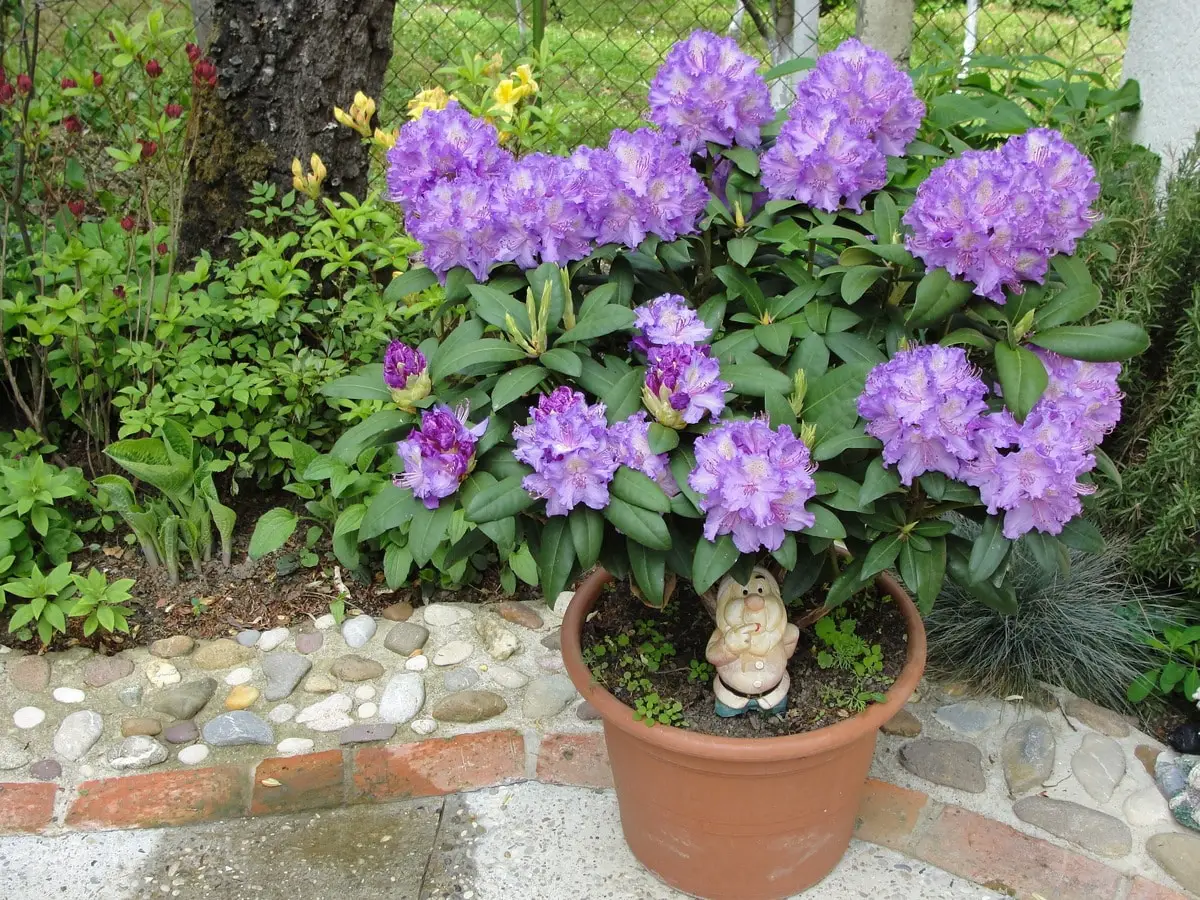 How do you care for potted rhododendron?