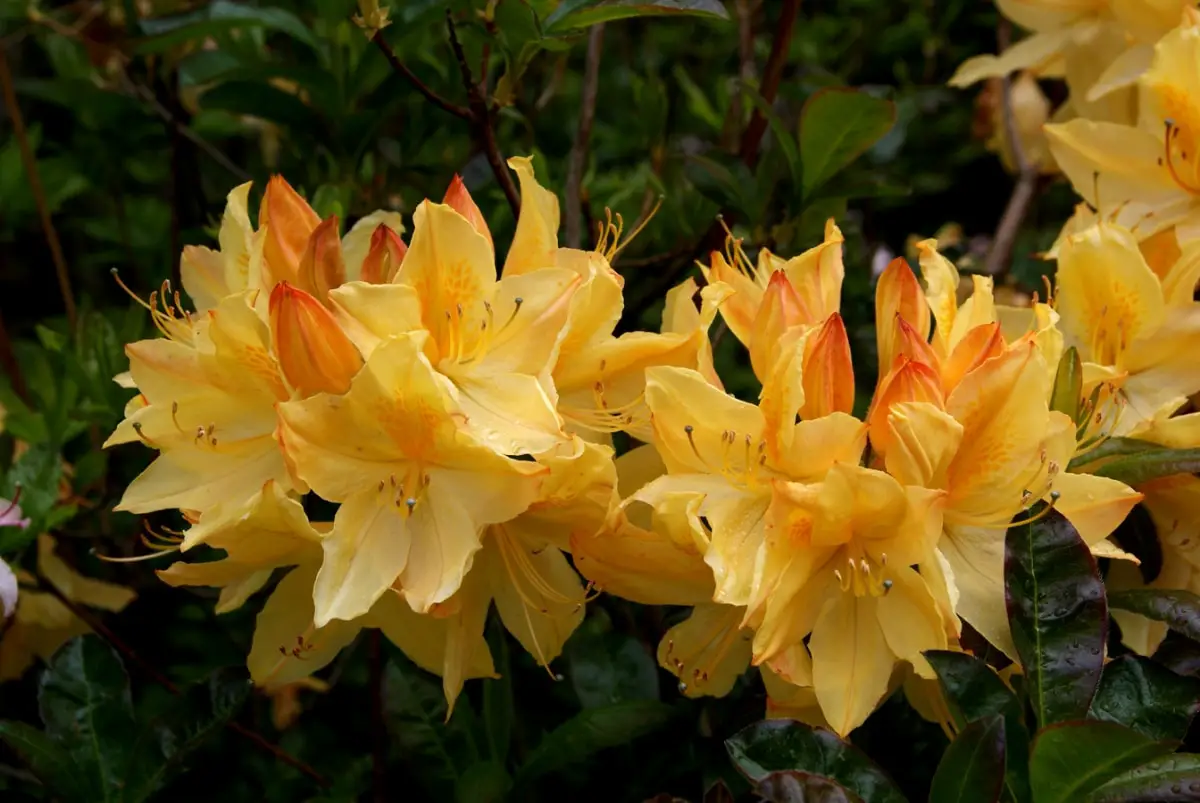 When does rhododendron bloom and what do you need to do it?
