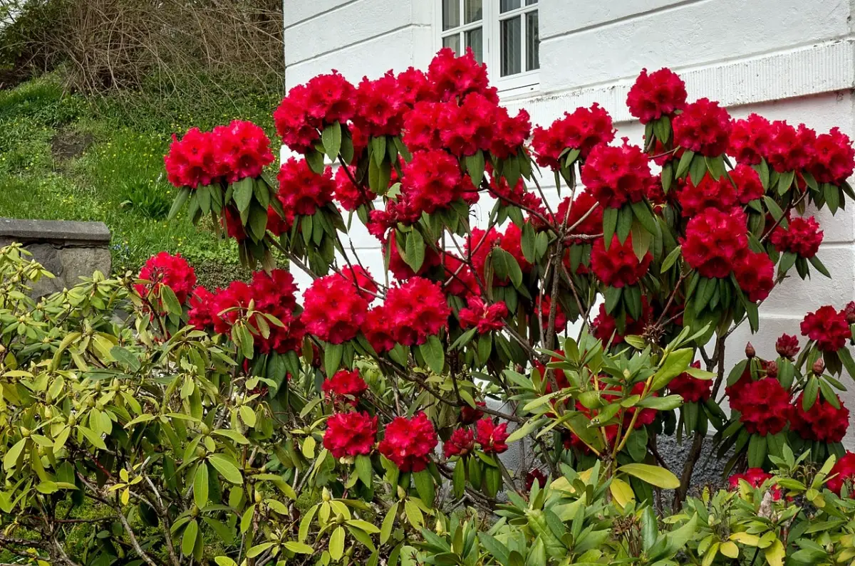 10 easy to care for red flowering bushes