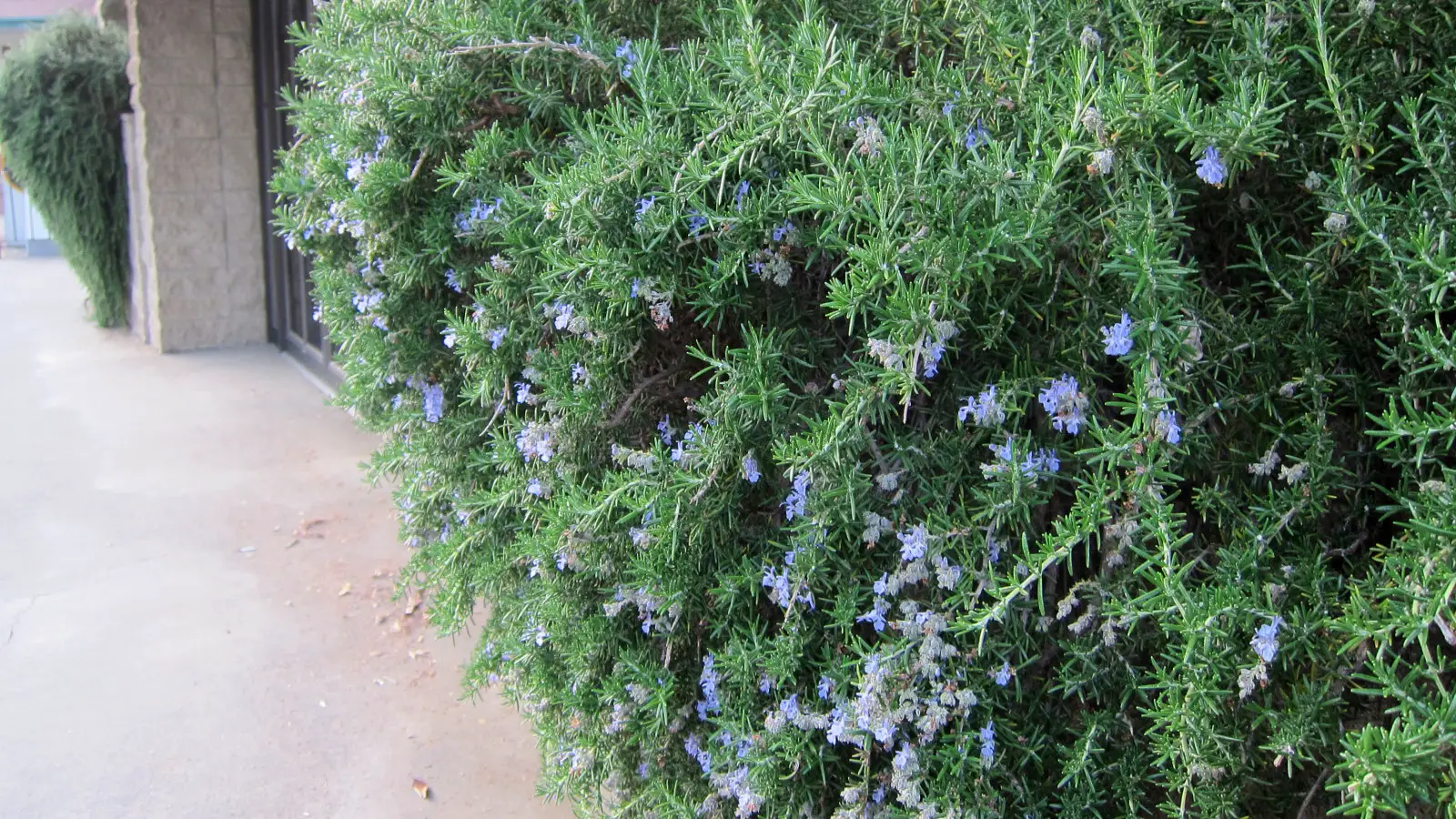 Tips on Caring for Creeping Rosemary