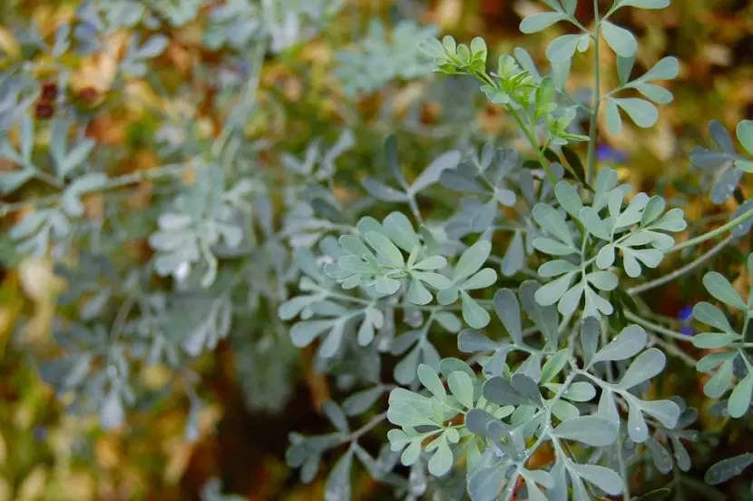Rue, a very complete medicinal plant