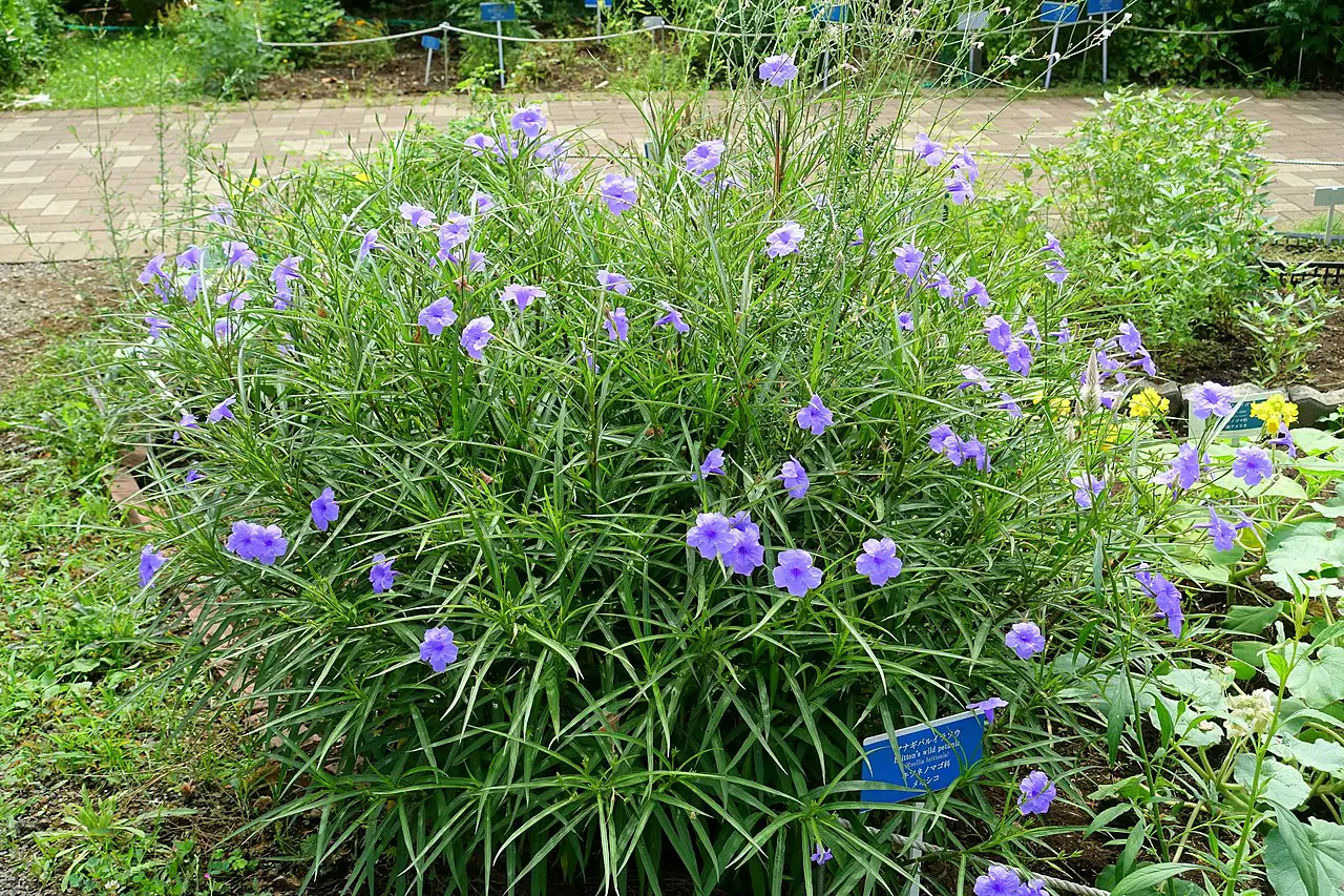 How are Ruellia cared for?